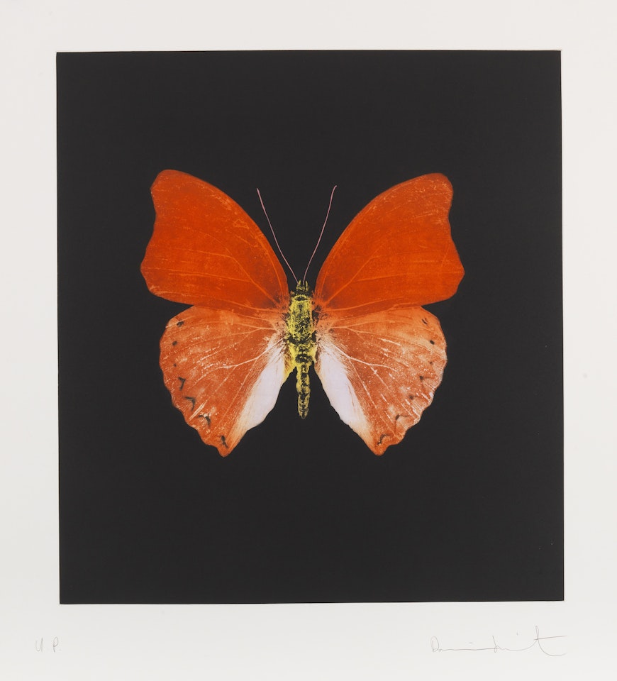 Butterfly by Damien Hirst