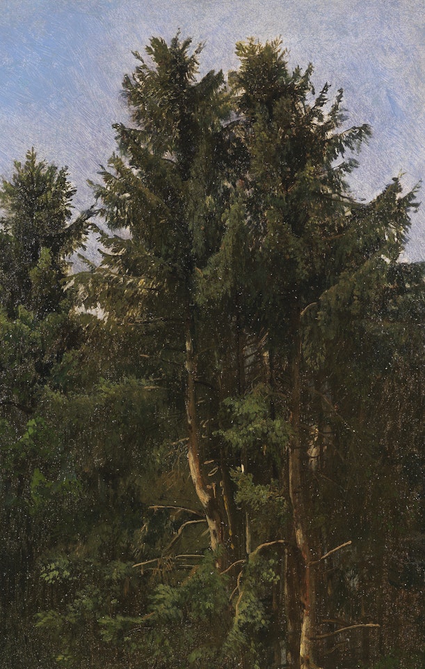 Baumstudie - Hohe Nadelbäume im Waldesdickicht by Christian Friedrich Gille