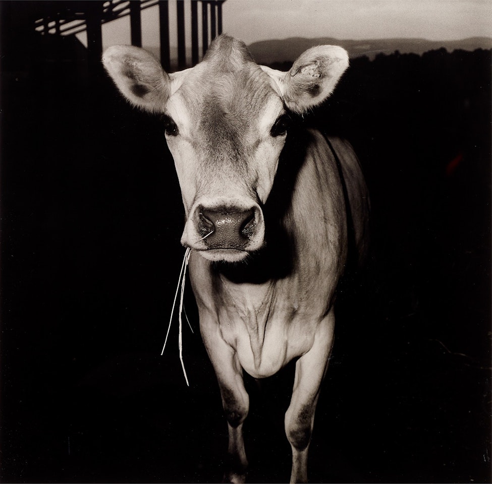 Cow with Straw in its Mouth by Peter Hujar