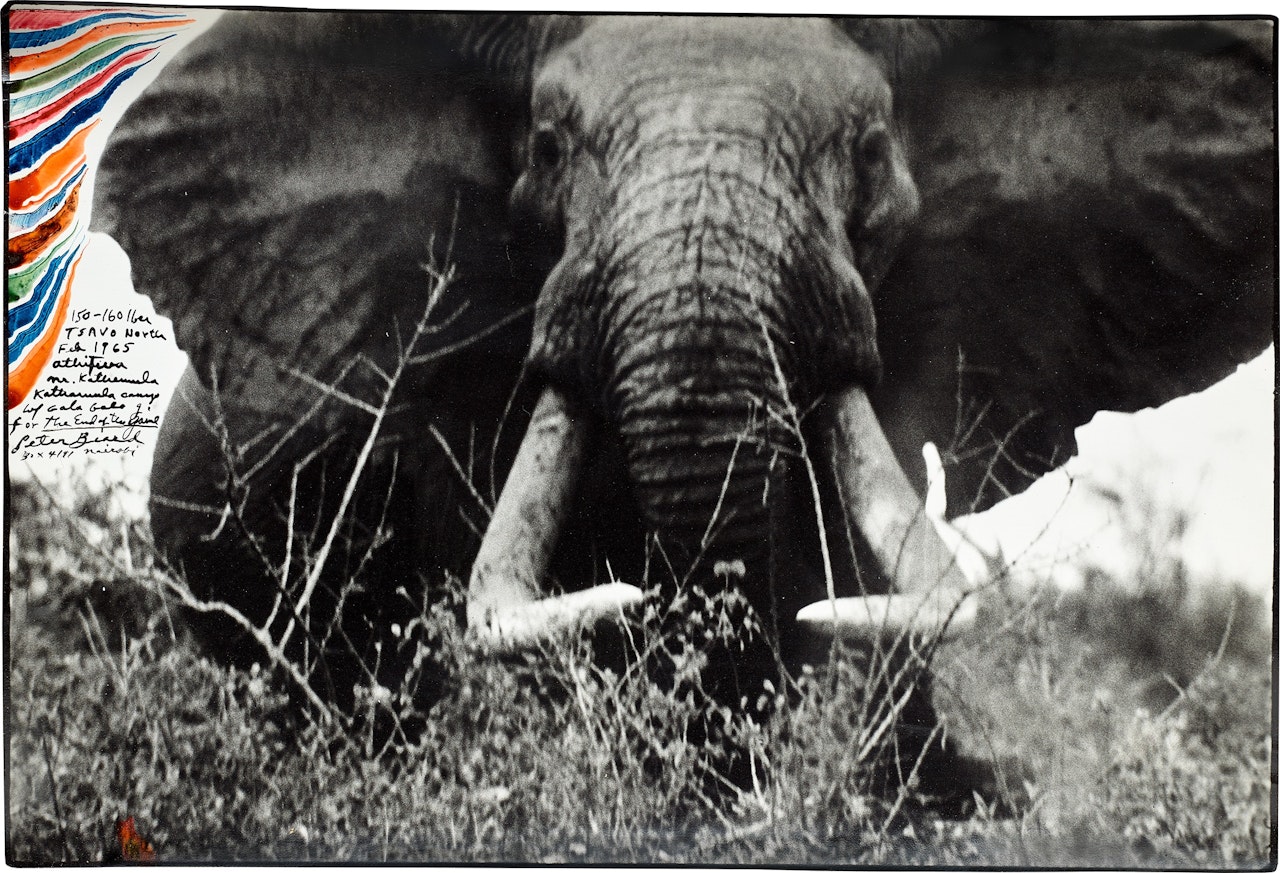 150-160 Iber, Tsavo North, Feb. by Peter Beard