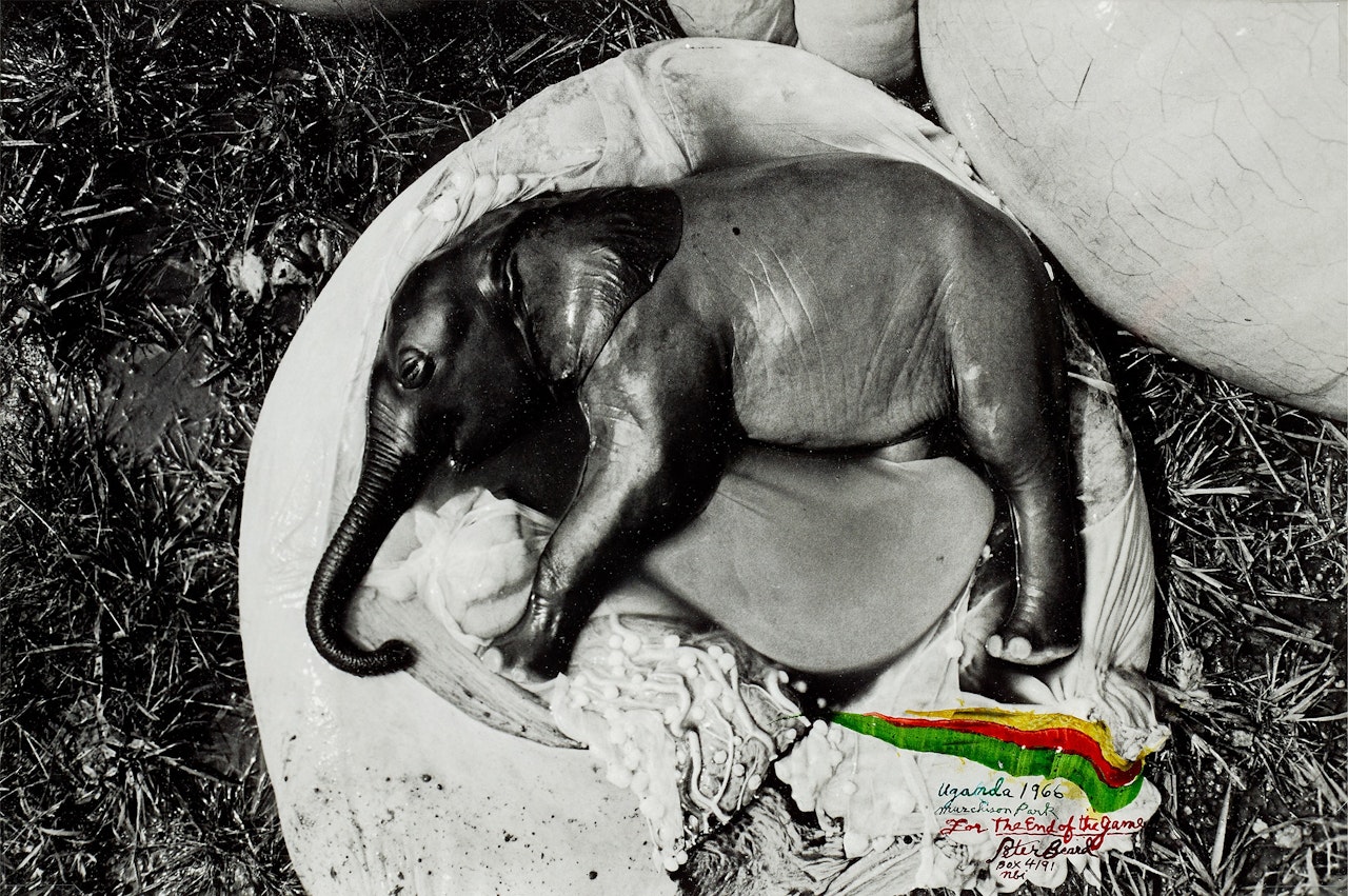 Uganda, Murchison Park, for The End of the Game by Peter Beard