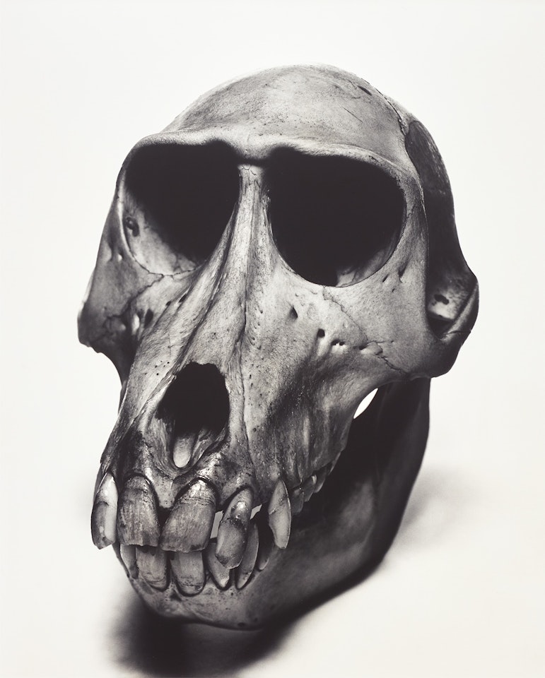 Mandrill by Irving Penn
