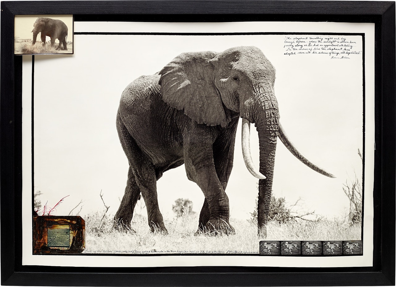 Last of the "100 lbers" (100 lbs ivory/side) by Peter Beard