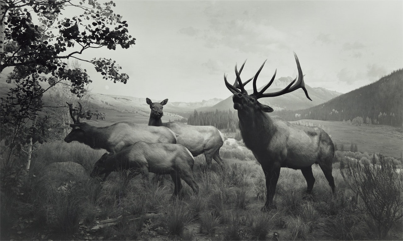 Wapiti by Hiroshi Sugimoto
