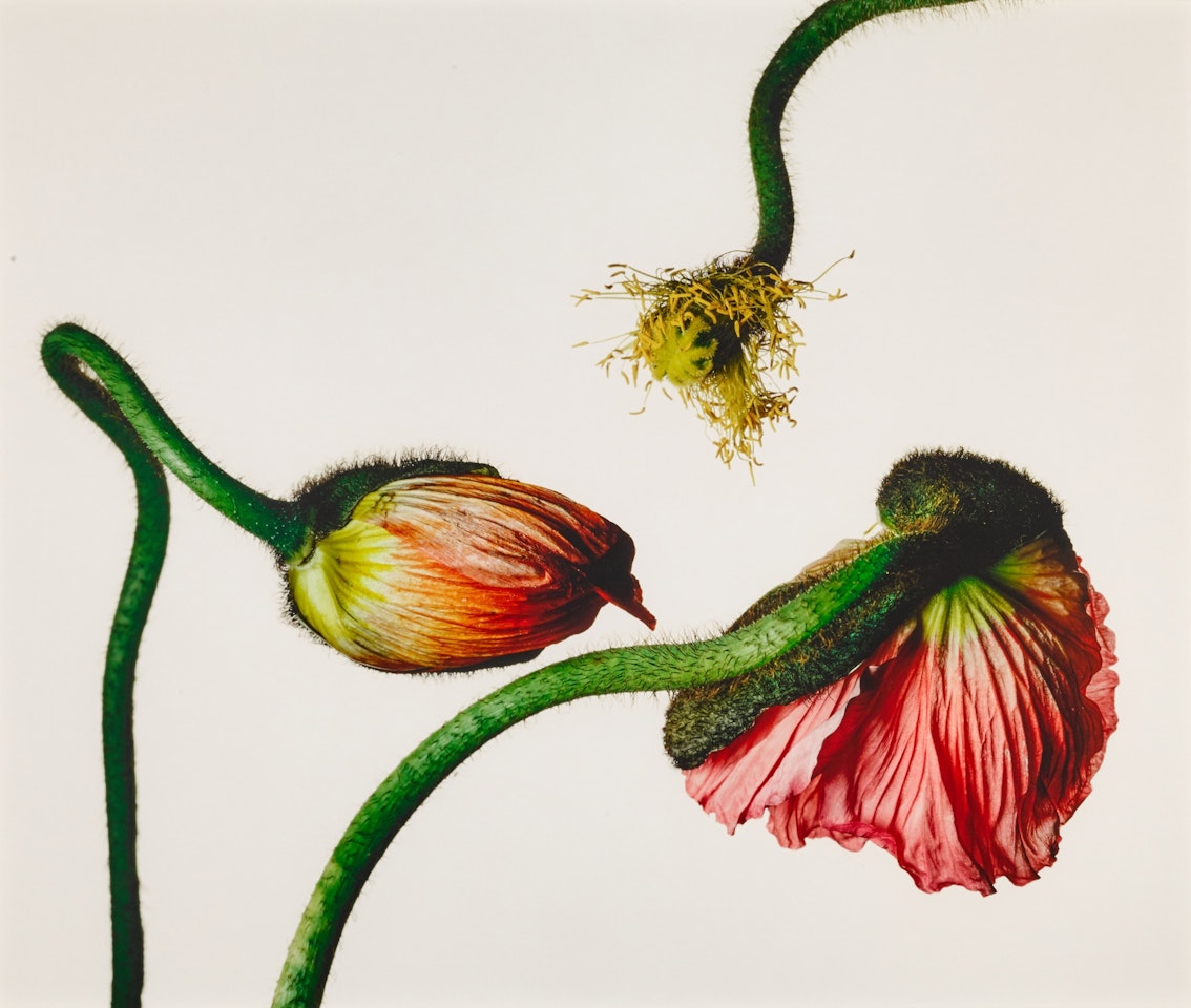Iceland Poppy, Papaver Nudicaule (G), New York by Irving Penn