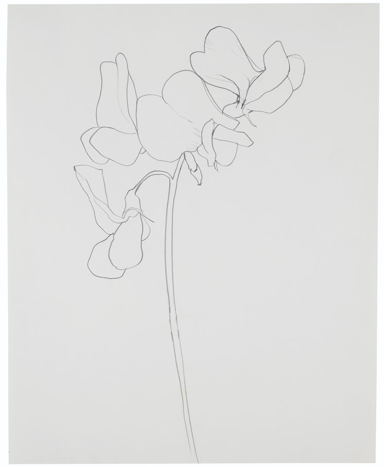 Sweet Pea by Ellsworth Kelly