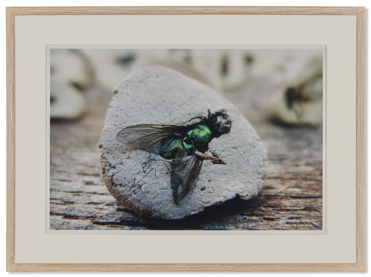 Fly Stamp by Gabriel Orozco