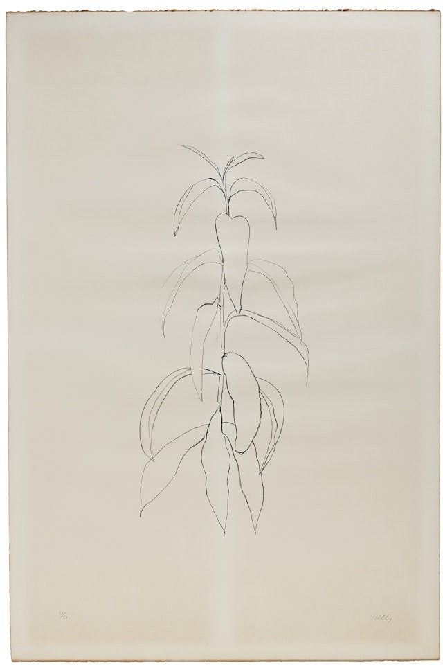 Peach Branch, da: Leaves by Ellsworth Kelly