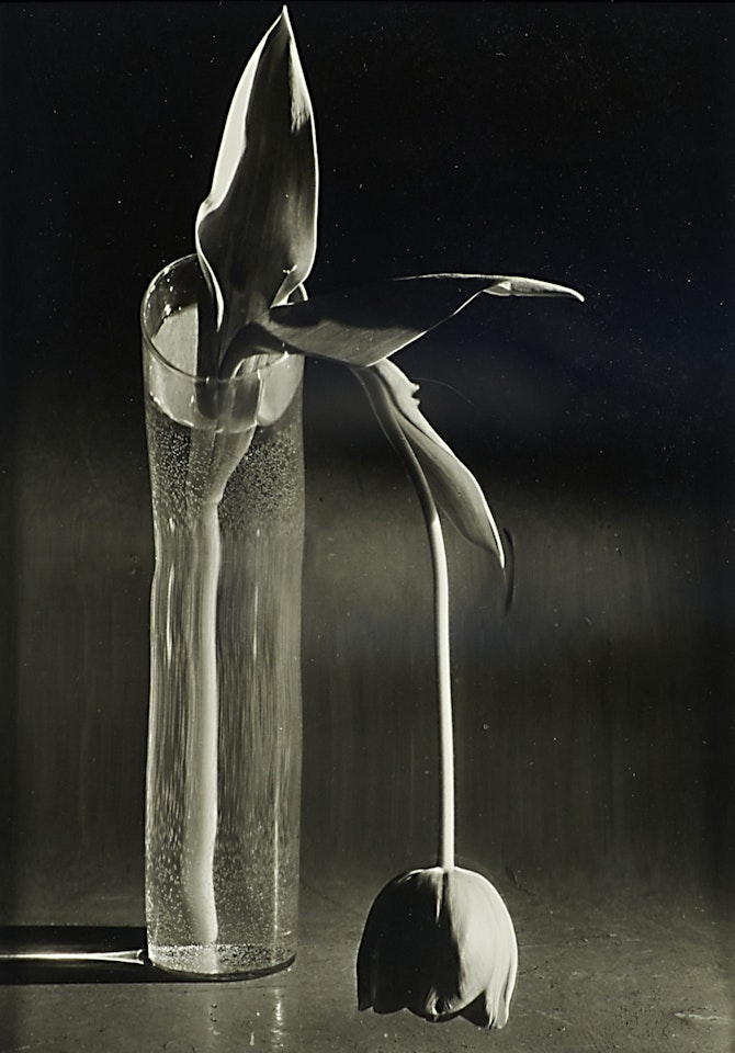 Melancholic Tulip by André Kertész