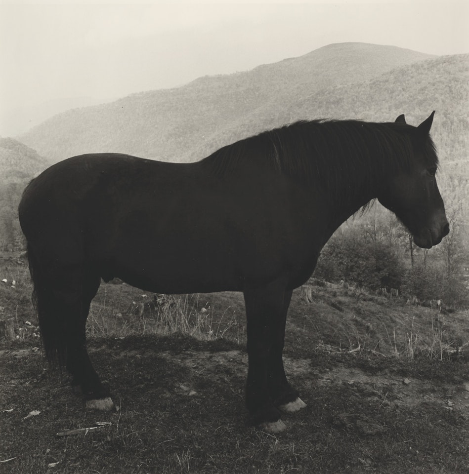 Sad Horse in the Mountains by Peter Hujar