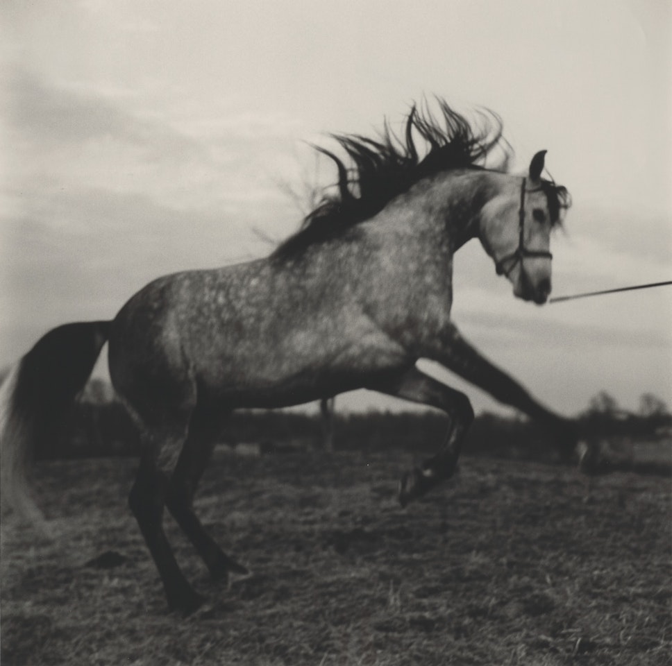 Bucking Horse by Peter Hujar