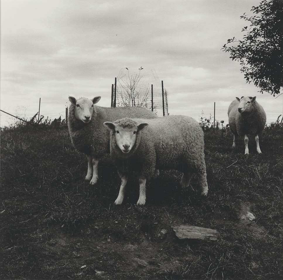 Sheep by Peter Hujar