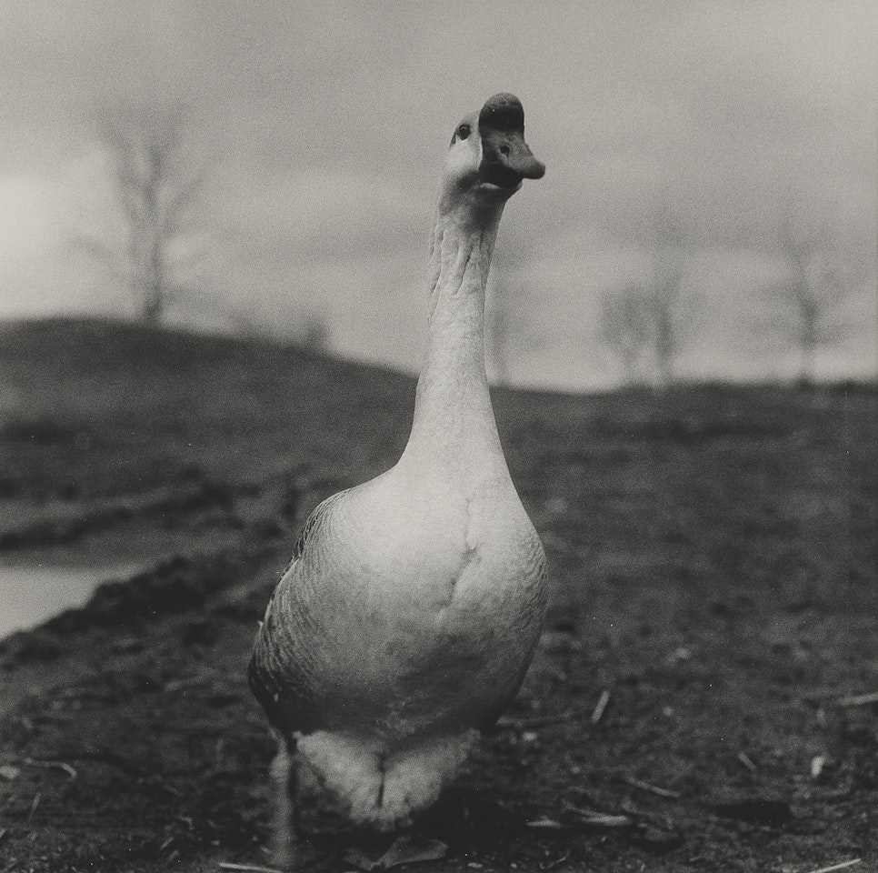 Goose, Germantown by Peter Hujar