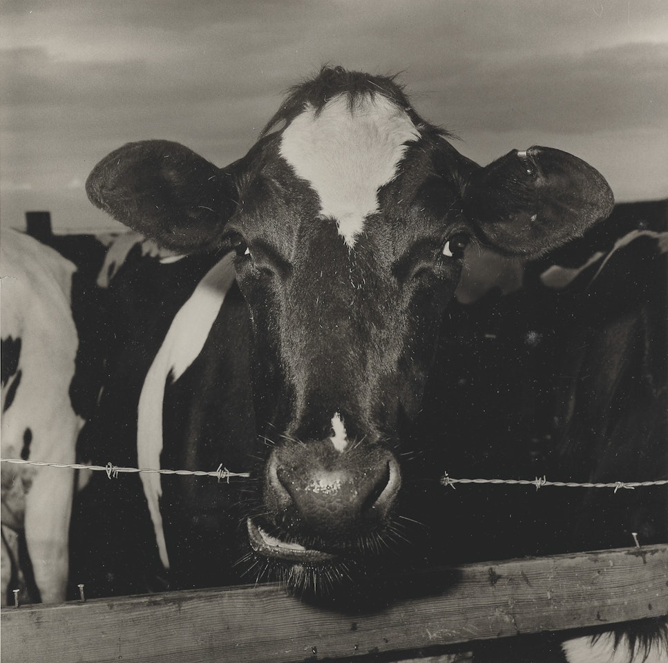 Cow Barbed Wire by Peter Hujar