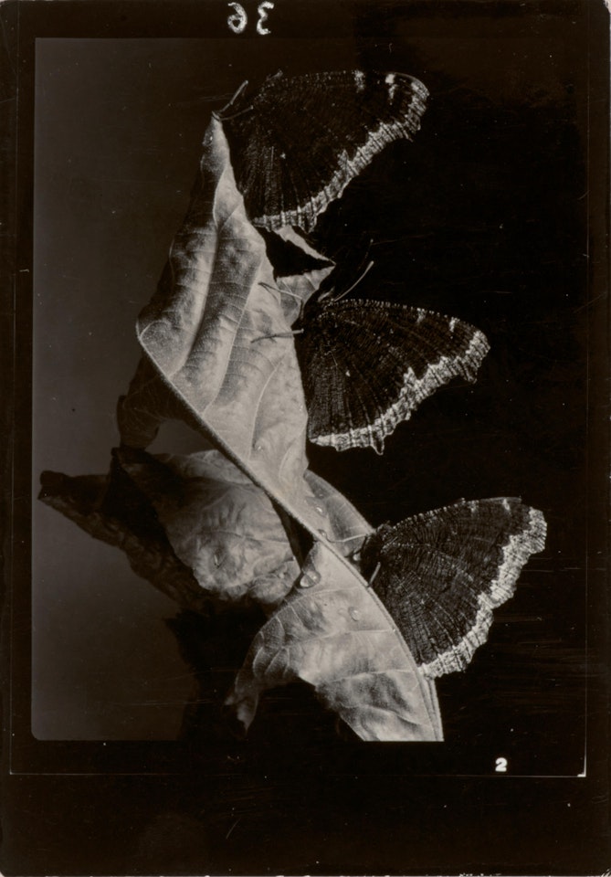 Butterflies by Margaret Bourke-White
