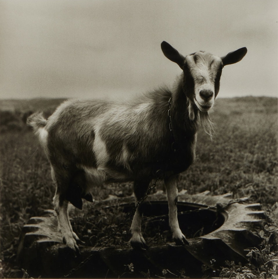 Goat, Hyrkin Farm, Westown, NY by Peter Hujar