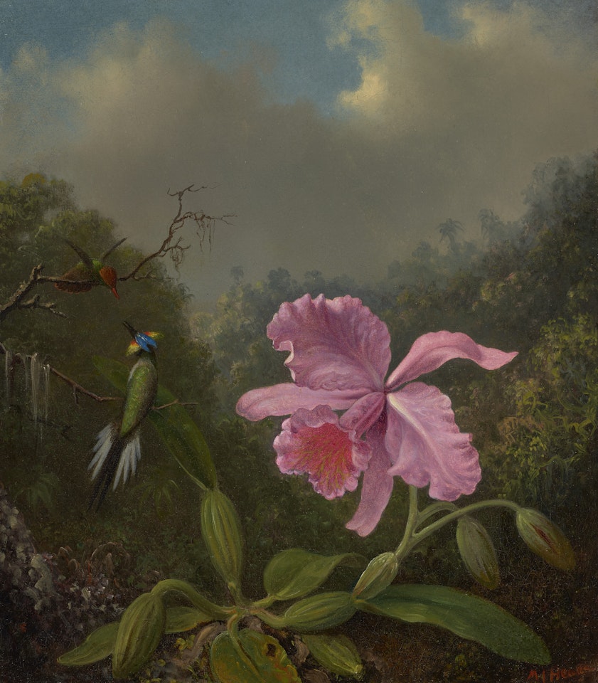 Fighting Hummingbirds with Pink Orchid by Martin Johnson Heade