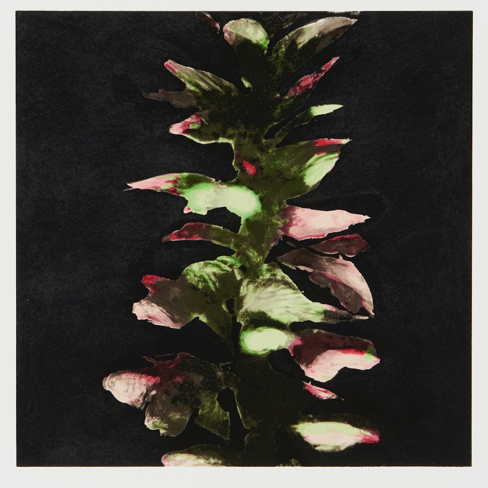 Acanthus from the suite Fruits and Flowers III by Donald Sultan