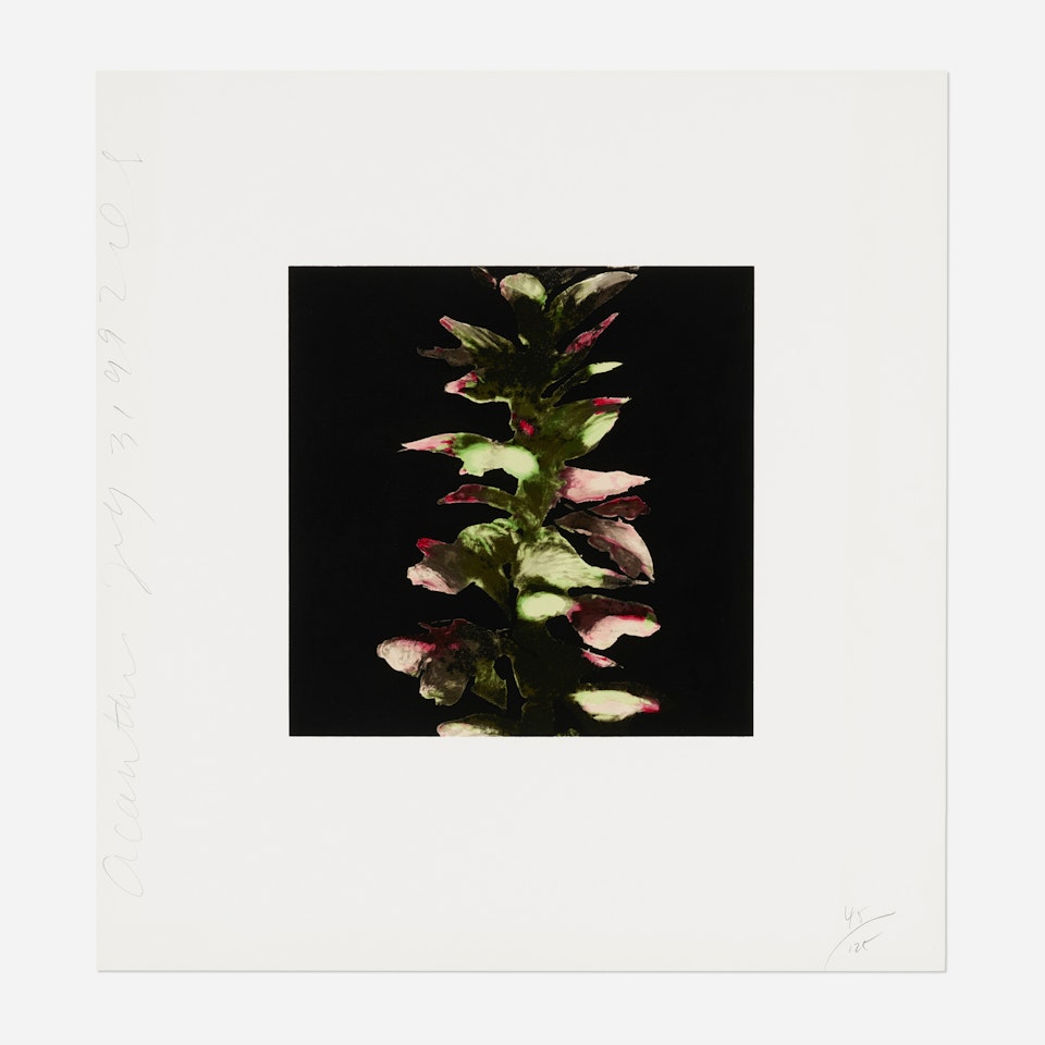 Acanthus (from the Fruits and Flowers III series) by Donald Sultan