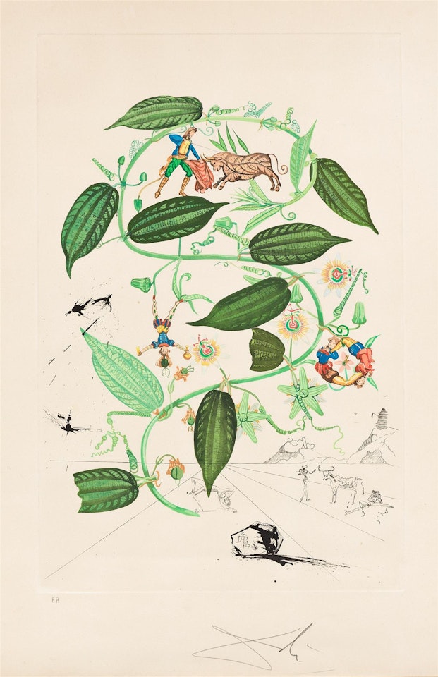 Passiflore (Passiflora laurigera) by Salvador Dali