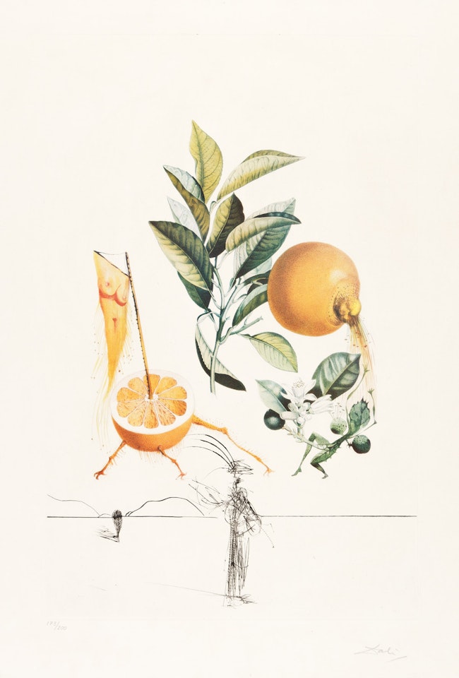 Pamplemousse érotique by Salvador Dali