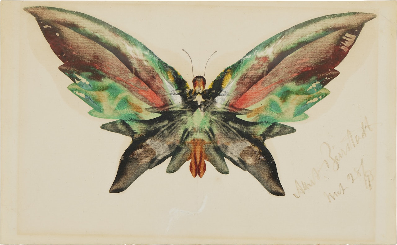 Butterfly by Albert Bierstadt