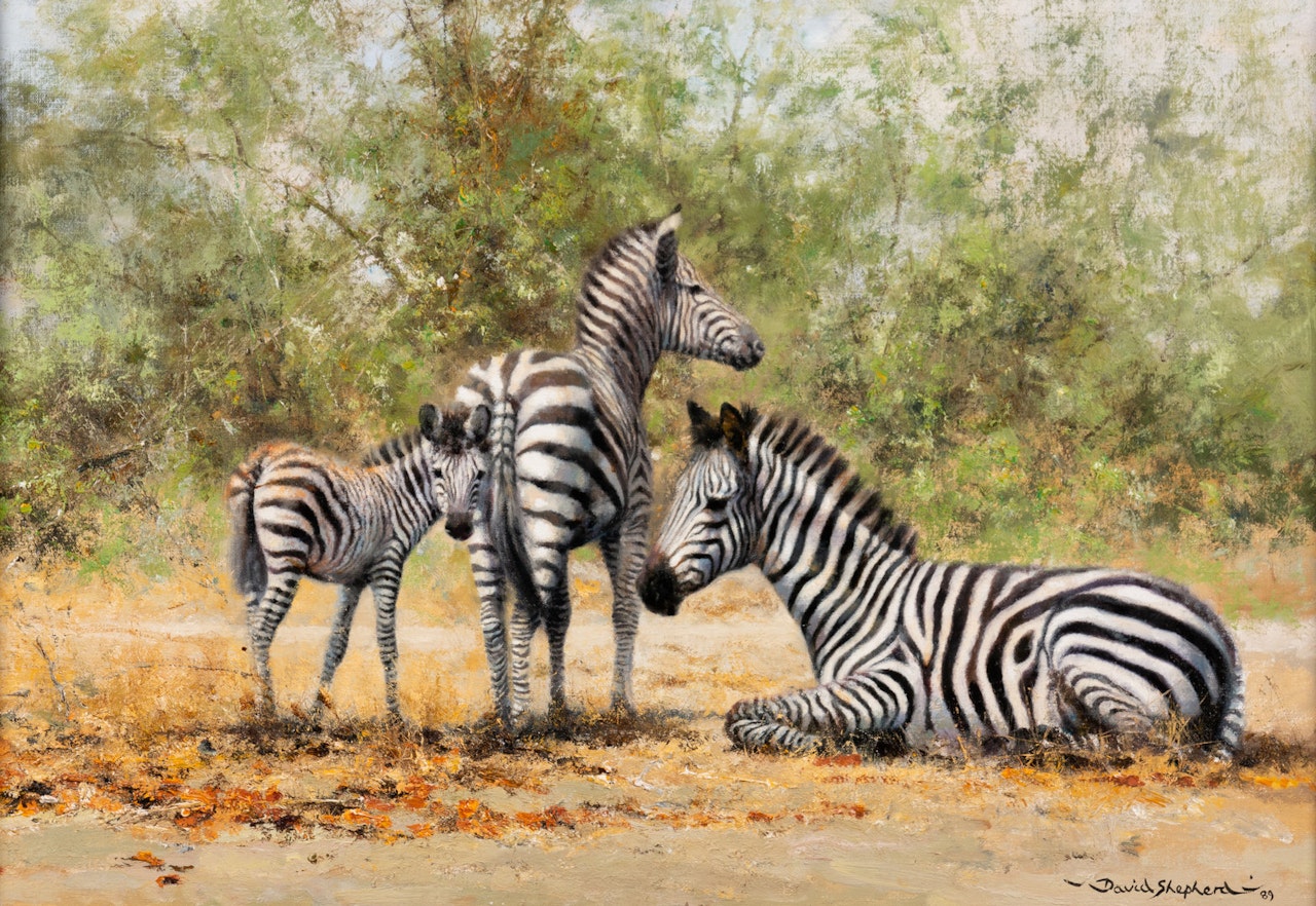 Three Zebras by David Shepherd