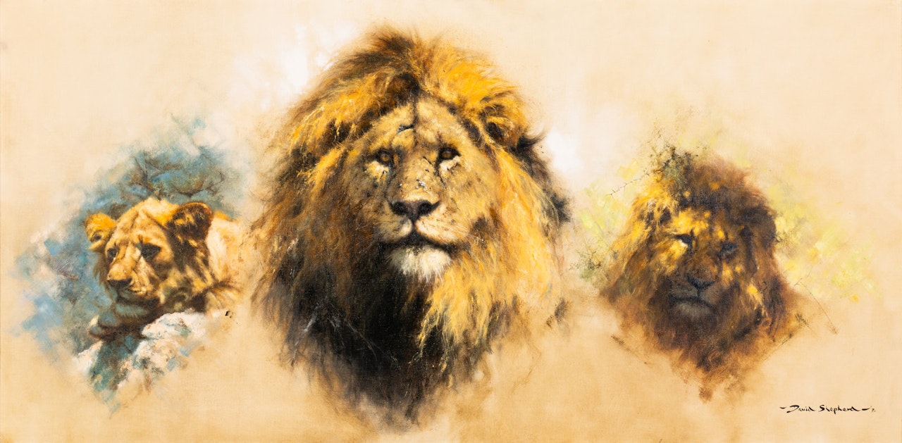 A Study of Lions by David Shepherd