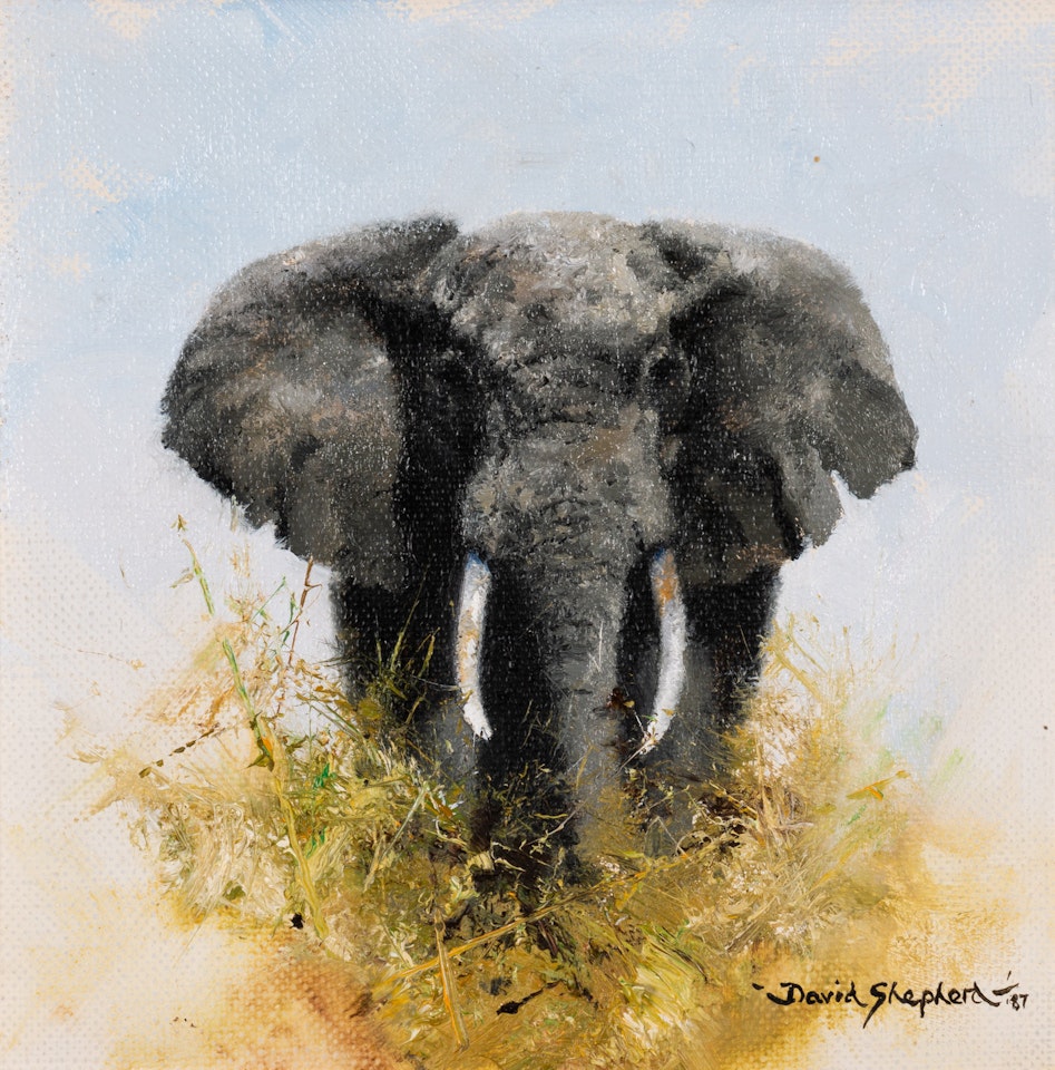 Elephant Marching by David Shepherd