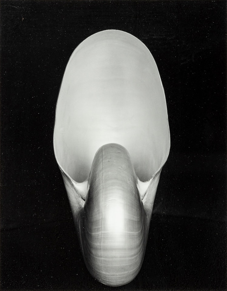 Shell by Edward Weston
