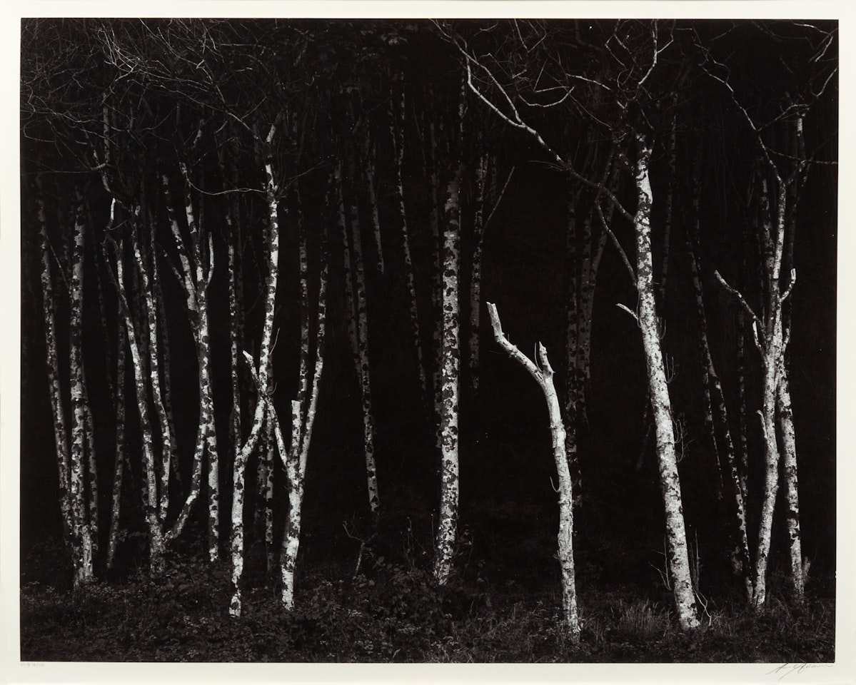 Alders by Ansel Adams