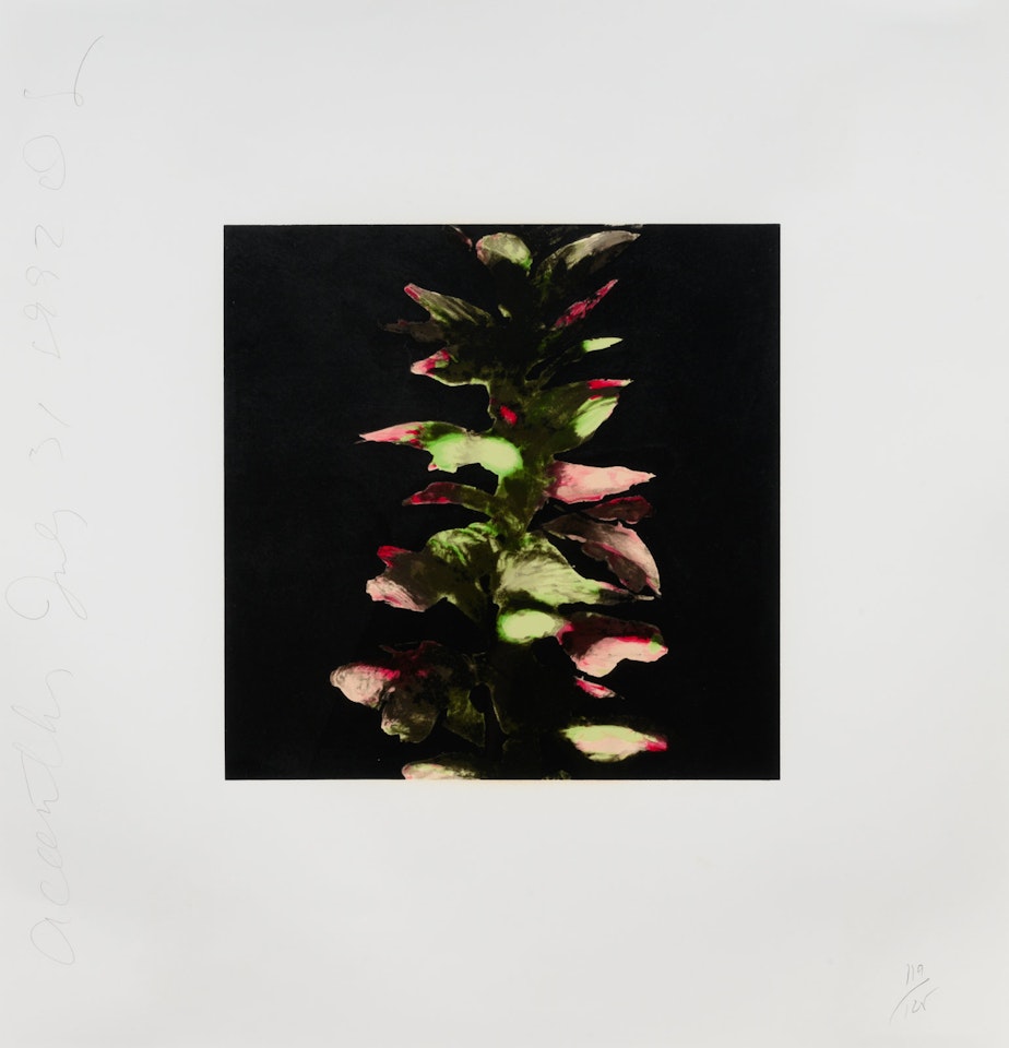 Acanthus (from Fruits & Flowers III) by Donald Sultan