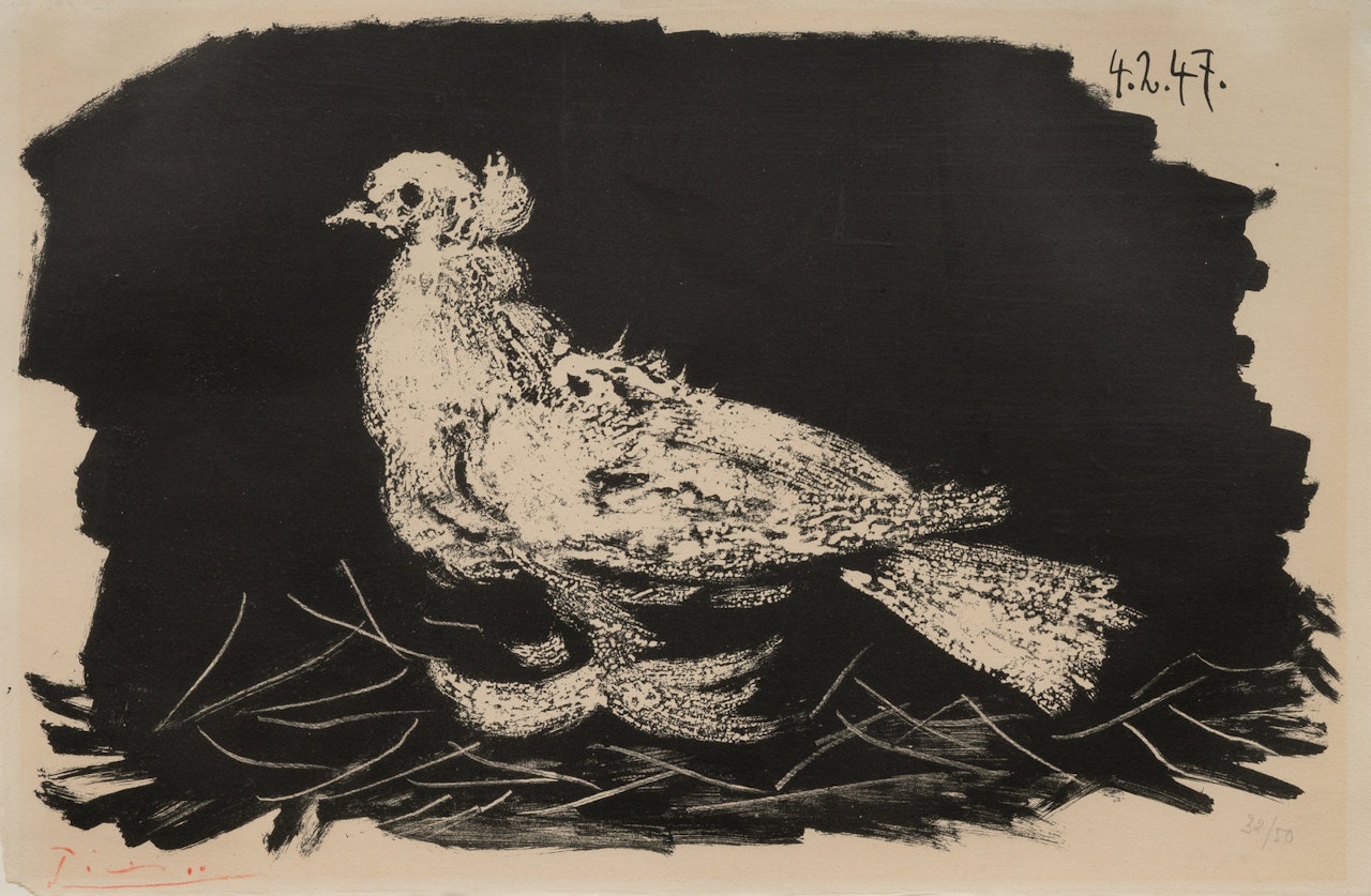 Pigeon Blanc Fond Noir by Pablo Picasso