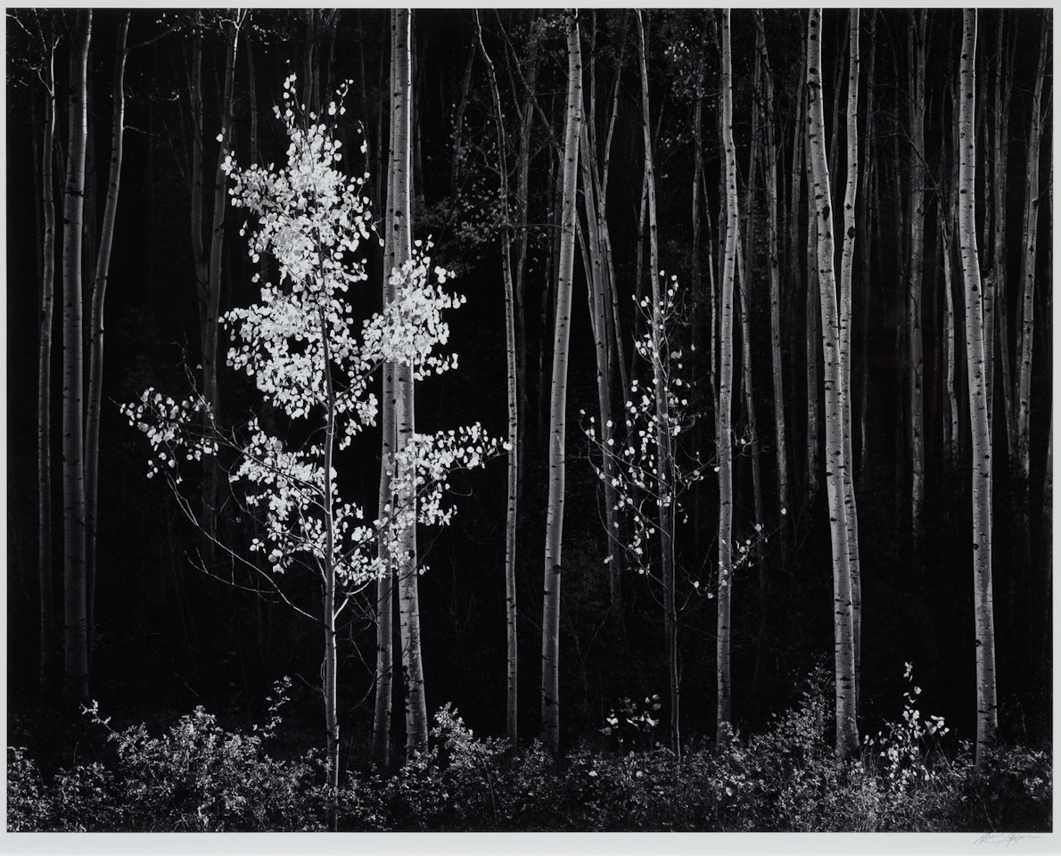 Aspens, Northern New Mexico by Ansel Adams