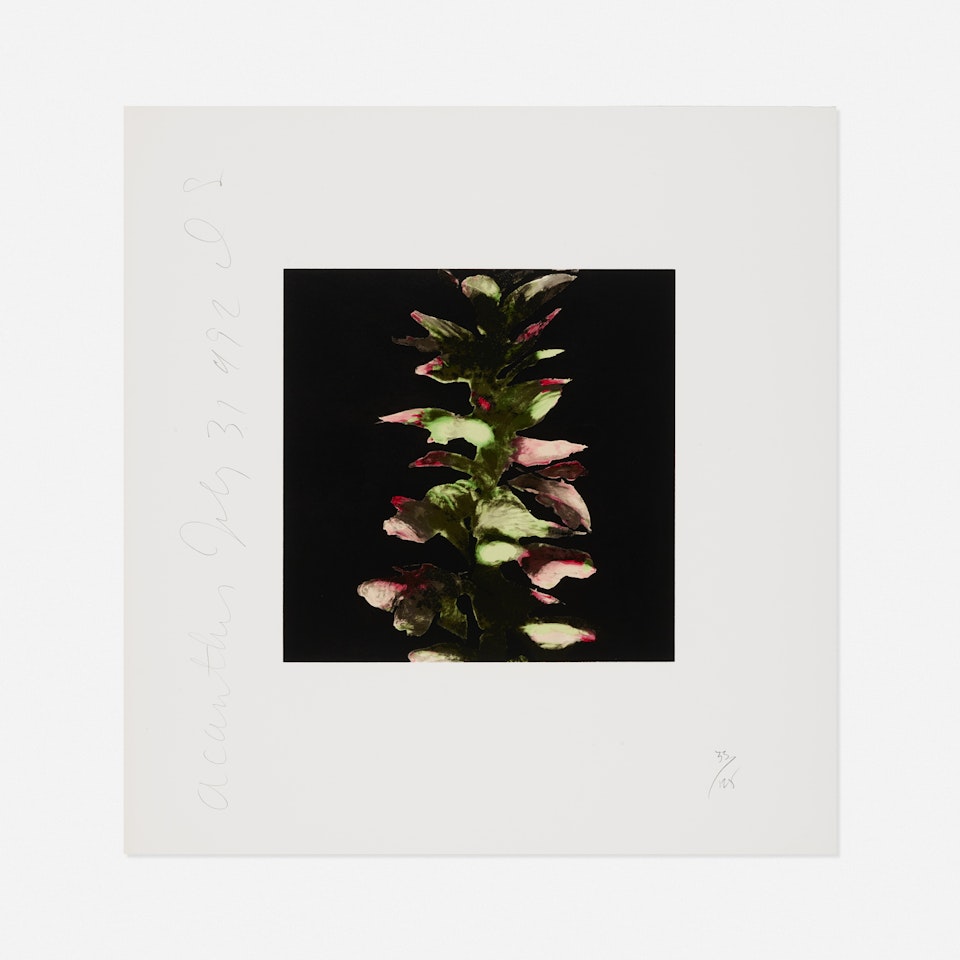Acanthus (from the Fuit and Flowers suite) by Donald Sultan
