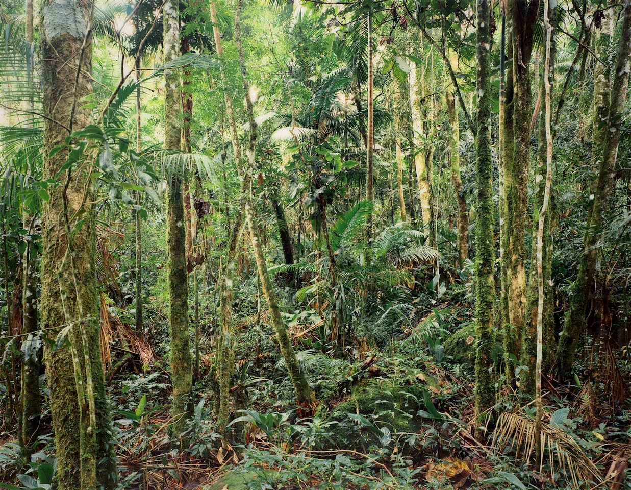 Paradise 24, Sao Francisco de Xavier, Brazil by Thomas Struth