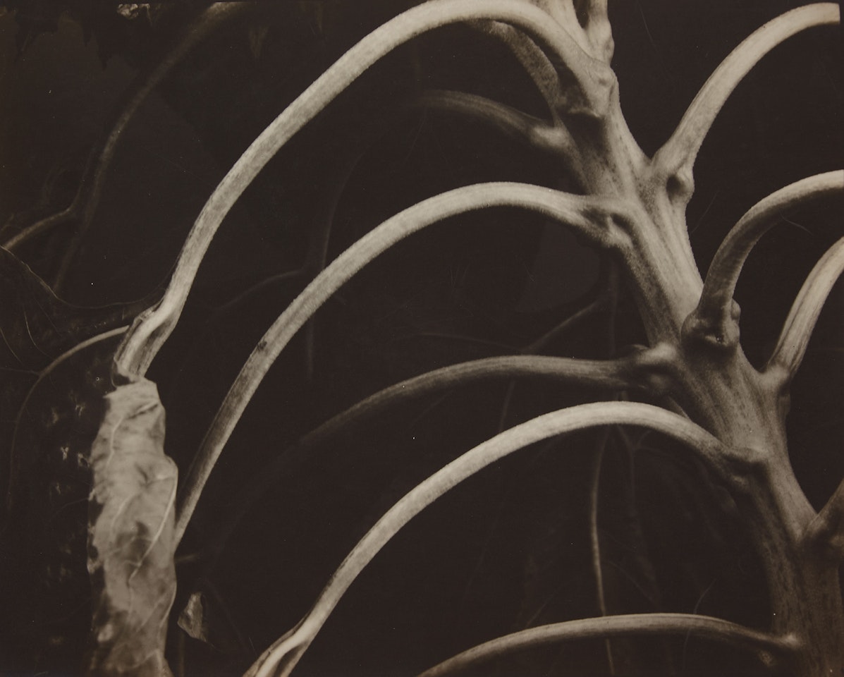 Backbone and Ribs of a Sunflower by Edward Steichen
