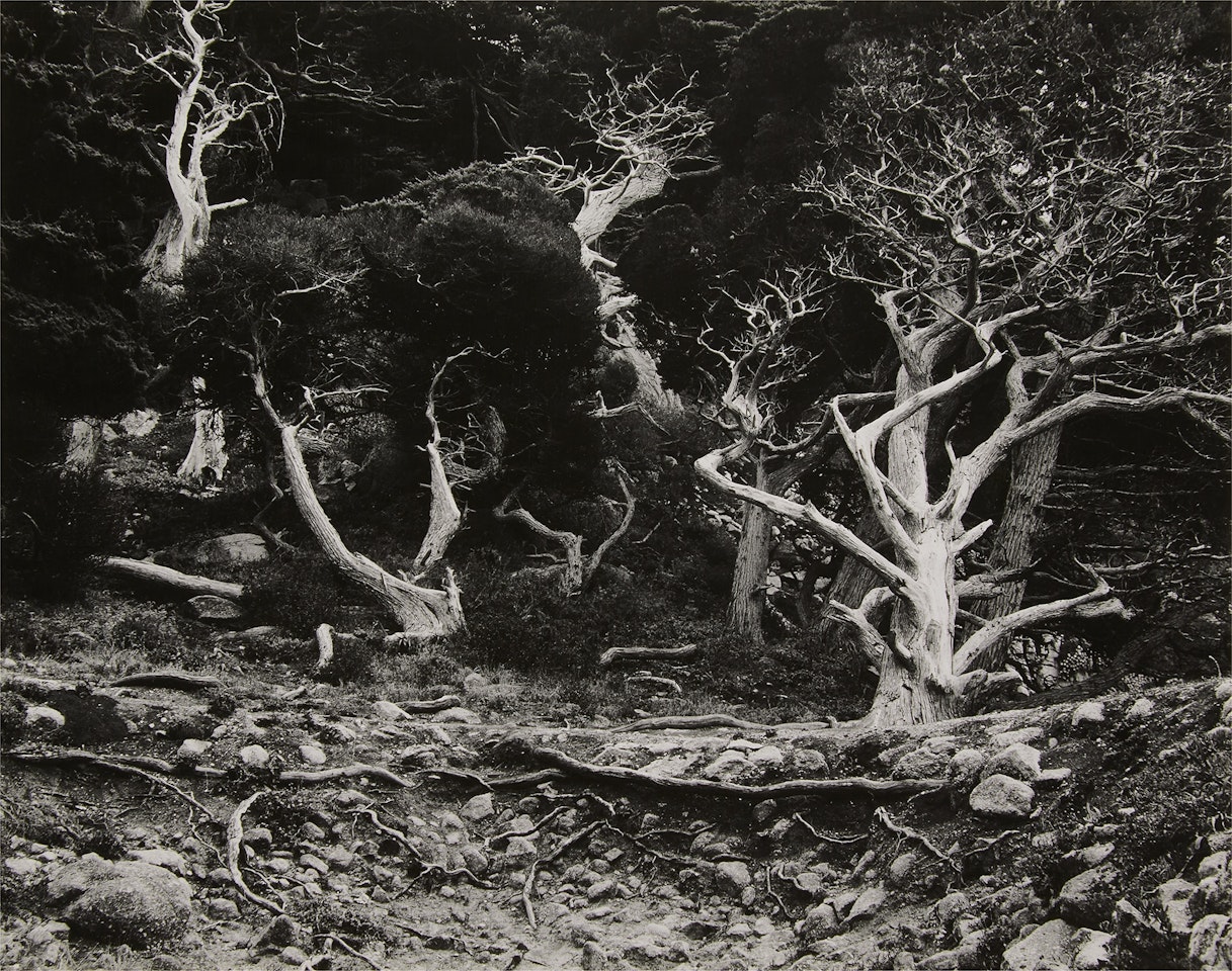 Cypress -- Point Lobos, California by Edward Weston