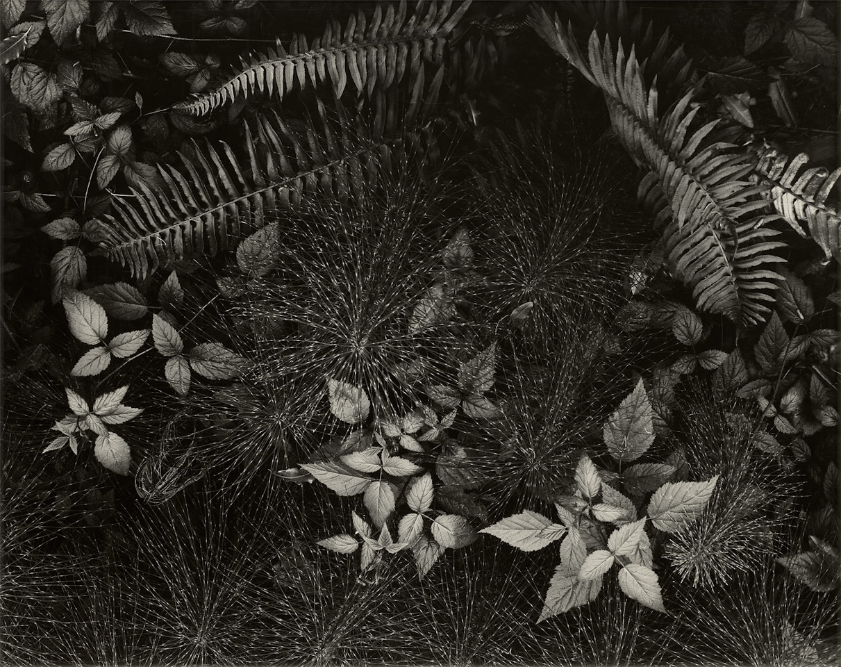 Leaves, Mills College by Ansel Adams