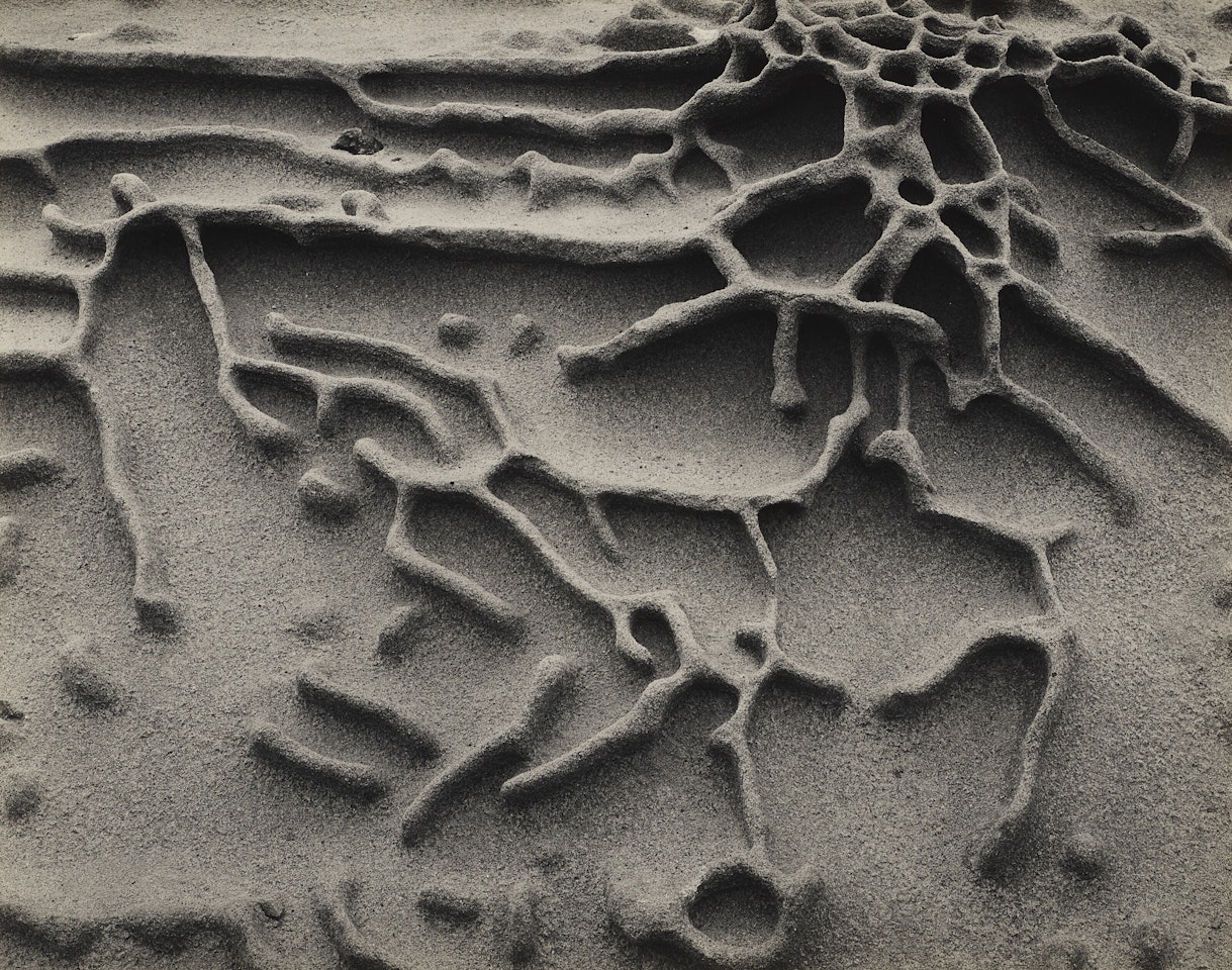 Sandstone Erosion, Point Lobos by Edward Weston
