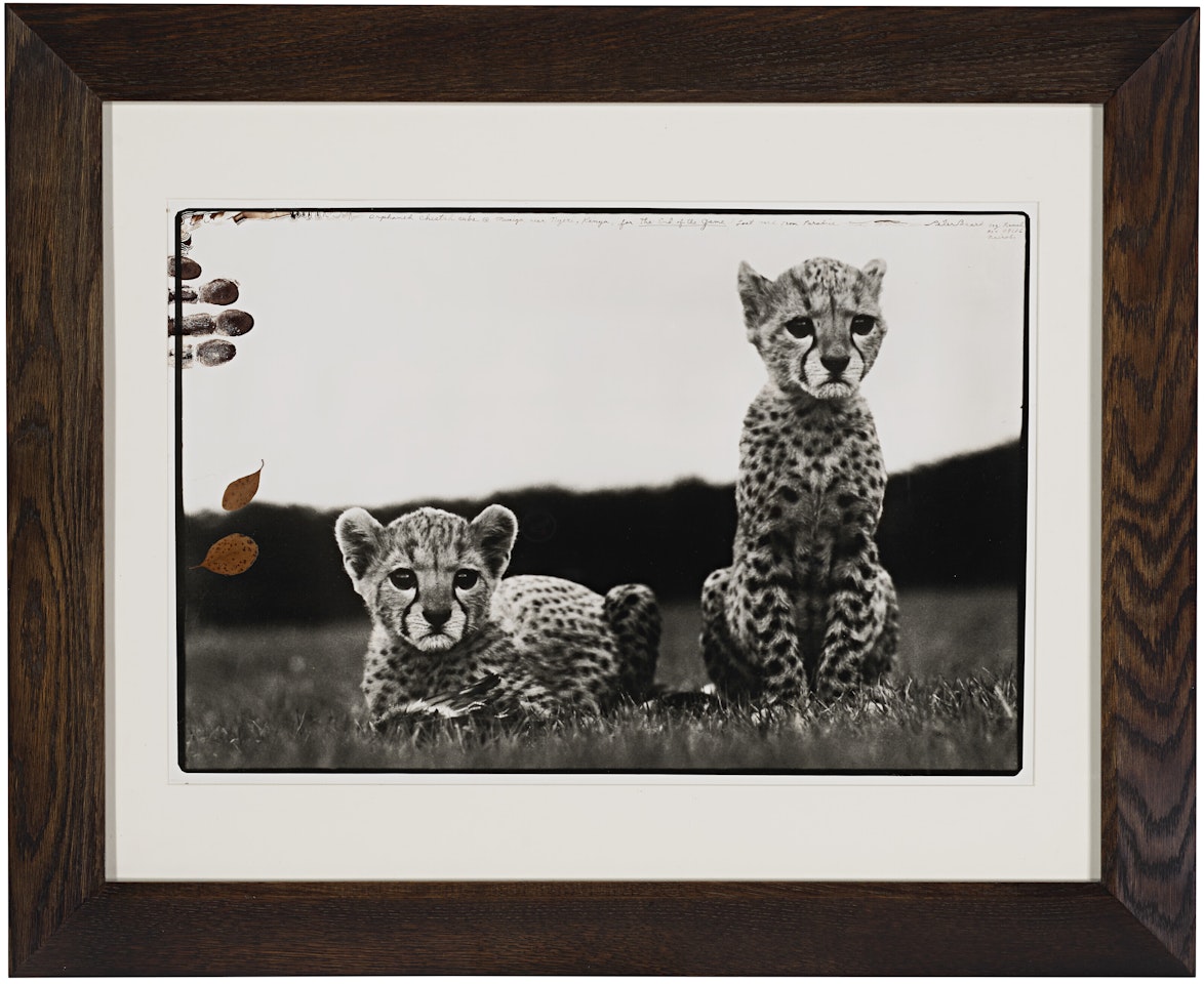Orphaned Cheetah Cubs at Mweiga near Nyiri, Kenya by Peter Beard