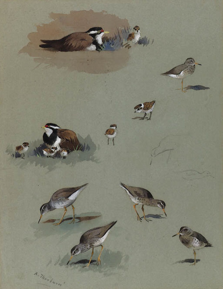 Study of sandpipiers, coursers and other birds by Archibald Thorburn
