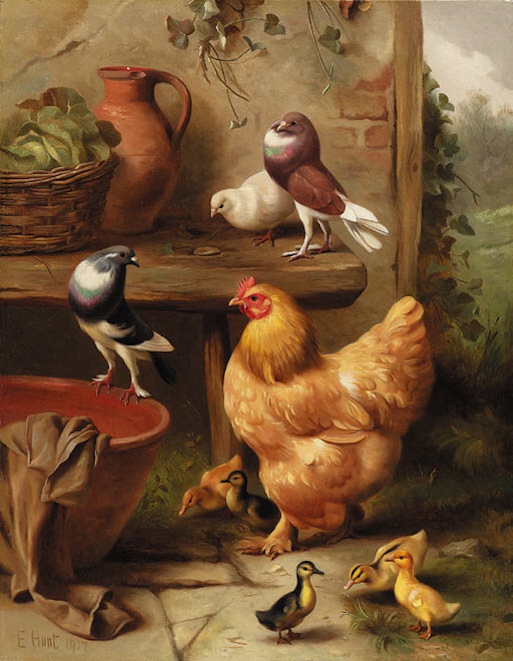 Chickens, doves, pigeons and ducklings by Edgar Hunt