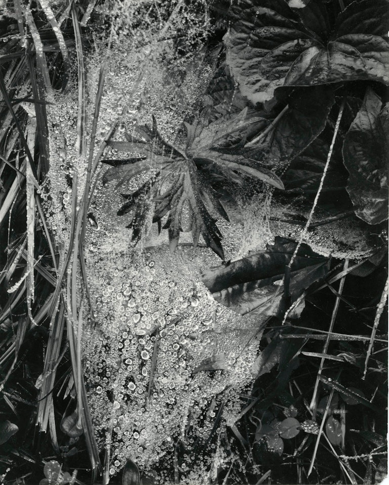 Cobweb in Rain, Georgetown, Maine by Paul Strand