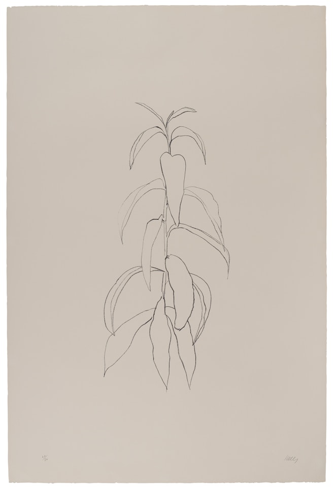 Peach Branch by Ellsworth Kelly
