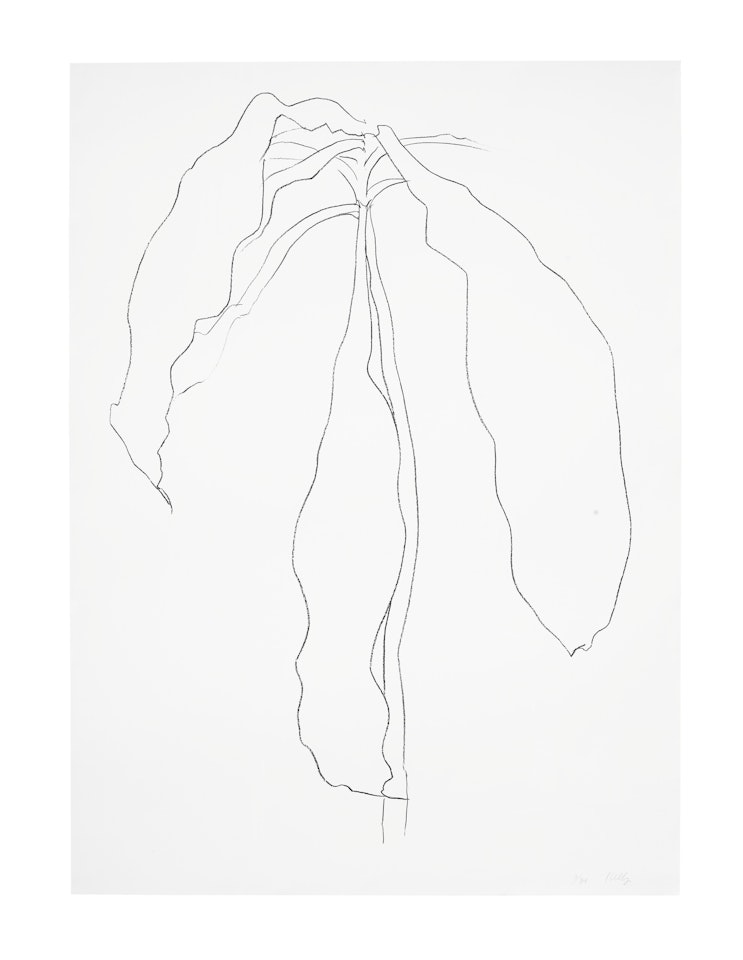Dracena II by Ellsworth Kelly