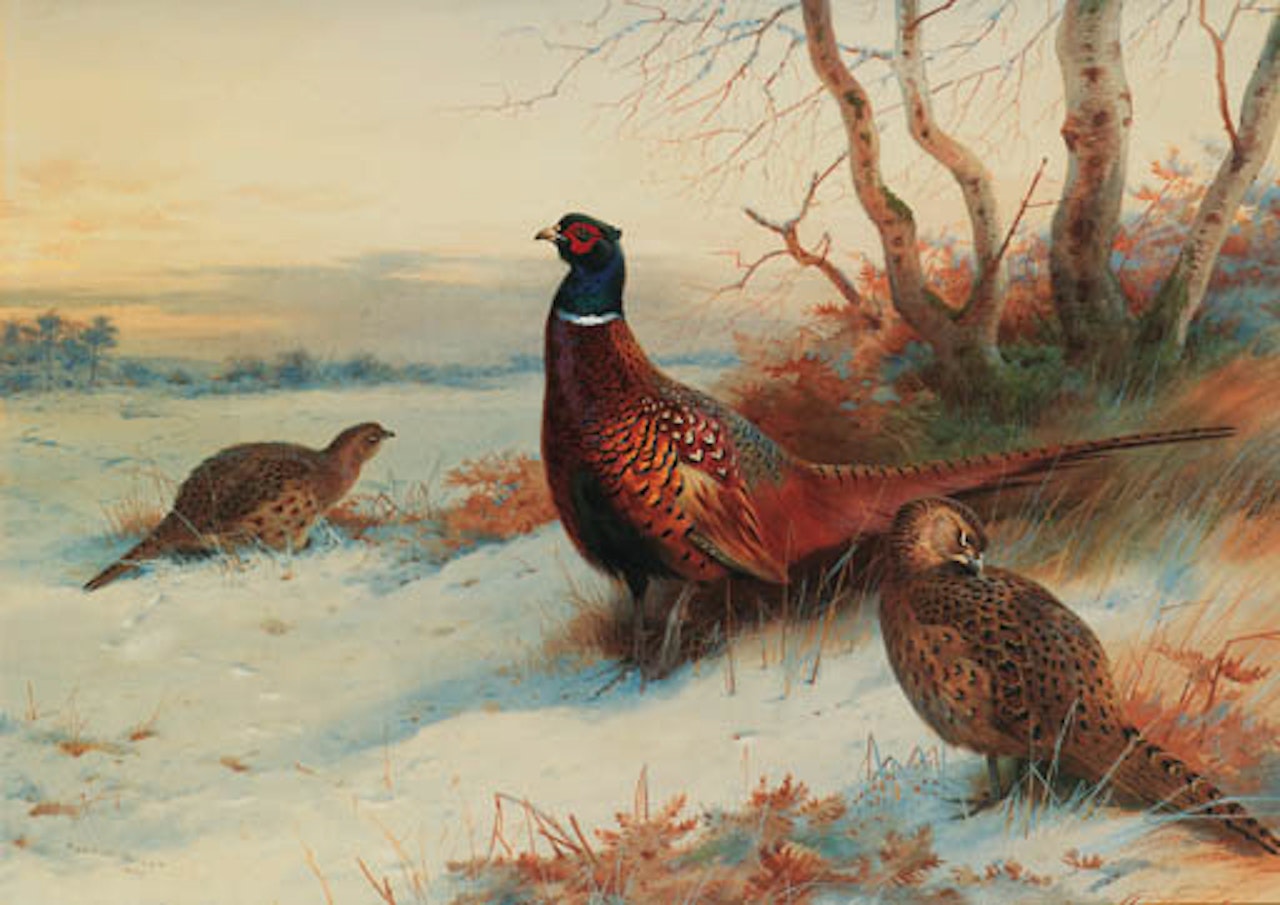 Cock and two hen pheasant in winter landscape by Archibald Thorburn