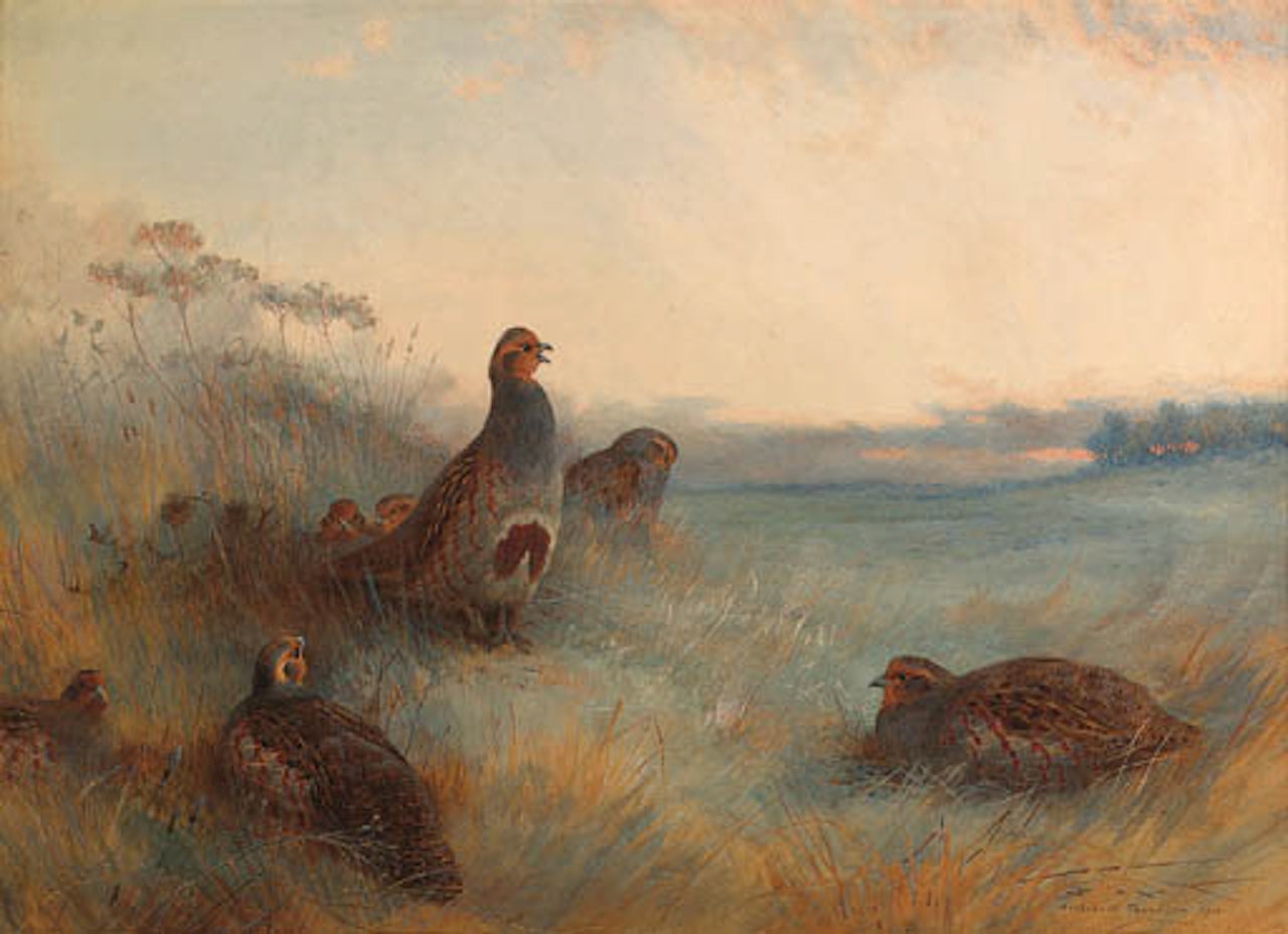 Partridges chill hoar frost at dawn by Archibald Thorburn
