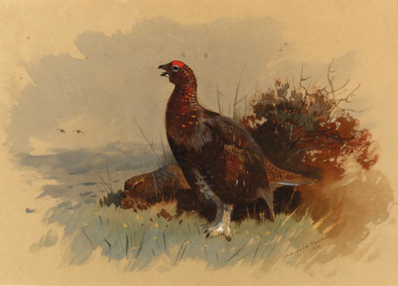 Pair of red grouse among heather by Archibald Thorburn