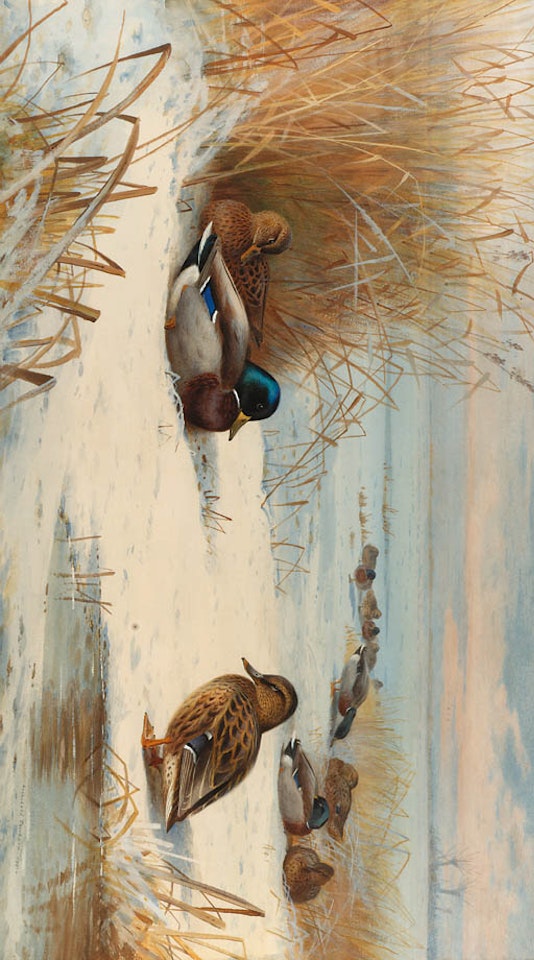 Mallard in winter landscape by Archibald Thorburn